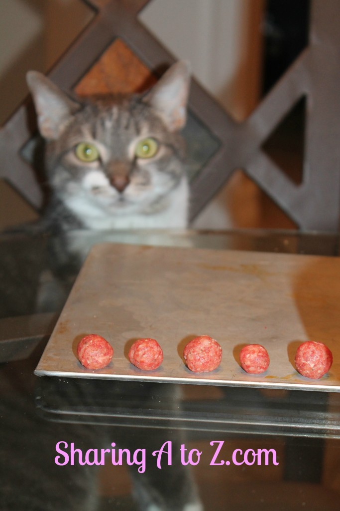 meat balls and cat